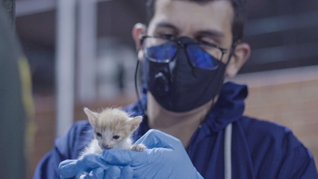 Llegaron a Bogotá más de 250 gatos desde Santa Marta