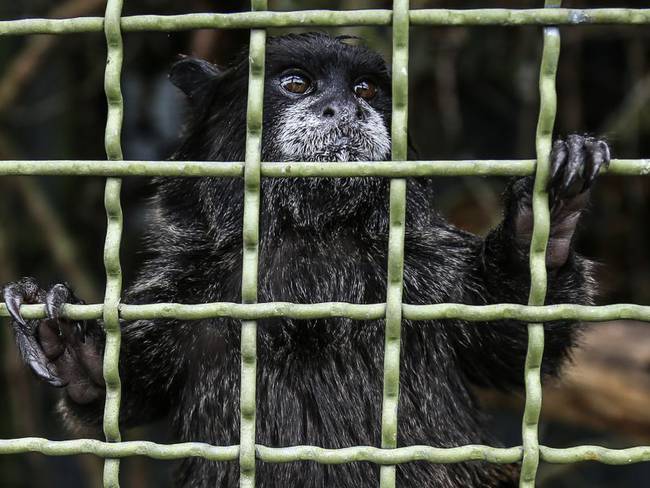 Ecuador, el país latino con más casos de tráfico de fauna