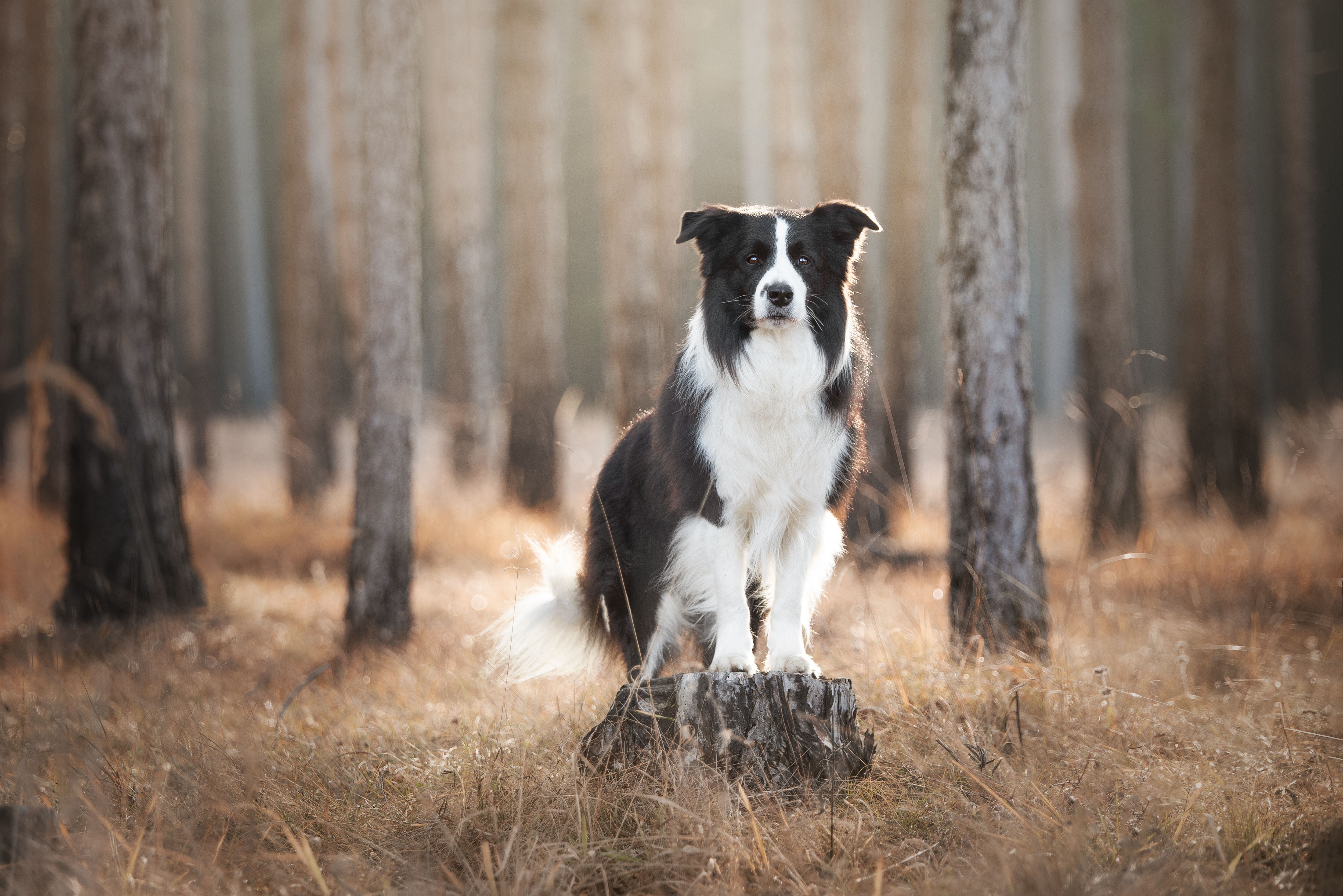 Retrato de un Border Collie en un bosque (Vía Getty Images)