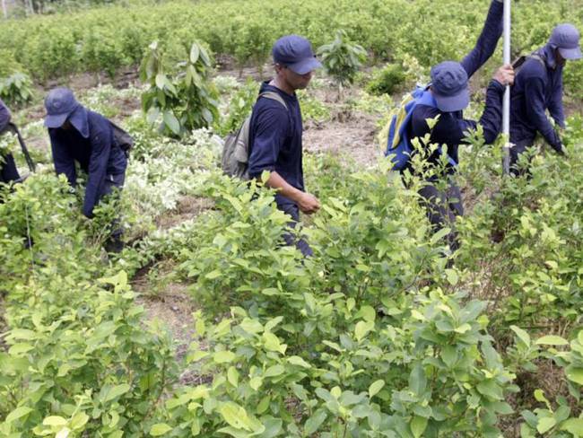 14mil jóvenes cambian cultivos de coca y se unen al programa de sustitución