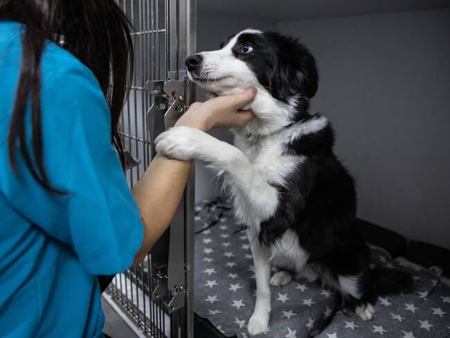 Perro en jaula con veterinaria (Getty Images)