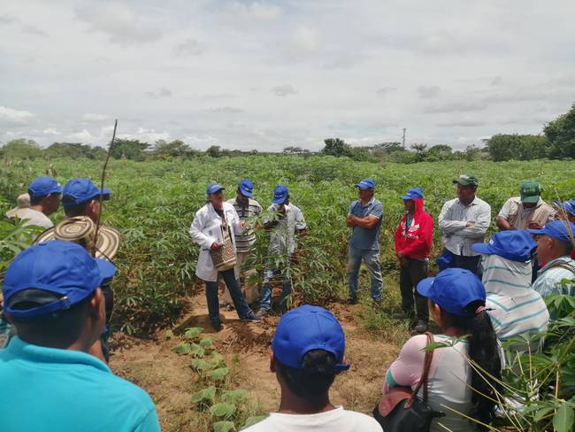 Con semillas de alta calidad fortalecen cultivos de yuca en región Caribe