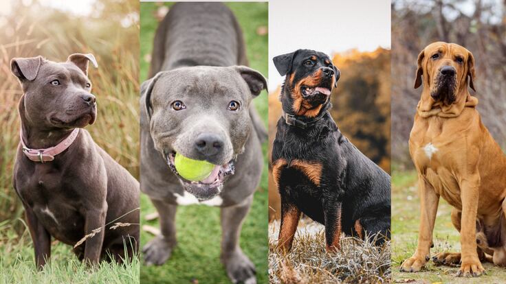 Razas de perros con manejo especial (Getty Images)