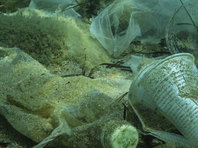 Investigadores encuentran partículas de plástico en peces del Pacífico