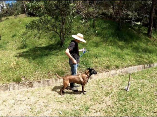En Antioquia entrenan perros que detectan el COVID-19
