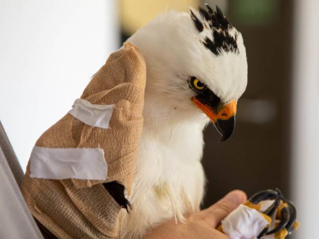 Cacería ilegal de aves en Colombia Águila recibió un disparo que fracturó  su ala y fue operada en Pereira : Águila recibió un disparo que fracturó su  ala y fue operada en