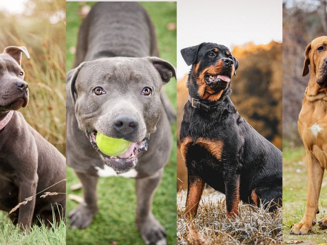 Razas de perros con manejo especial (Getty Images)