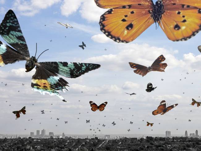Colombia es el país con mayor cantidad de especies de mariposas en el mundo
