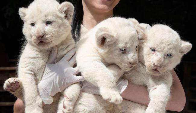 Trillizos leones blancos Galería: Nacen trillizos de leones blancos en  Hungría : Galería: Nacen trillizos de leones blancos en Hungría