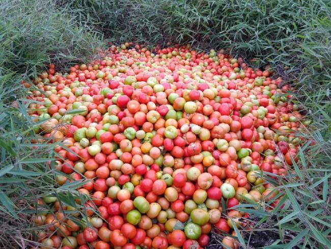 Cultivos de tomate se están perdiendo en Betulia