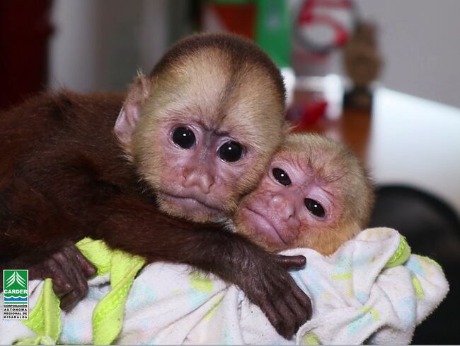 dos monos cariblancos fueron  recuperados en un retén de la Policía en Pereira - Carder.