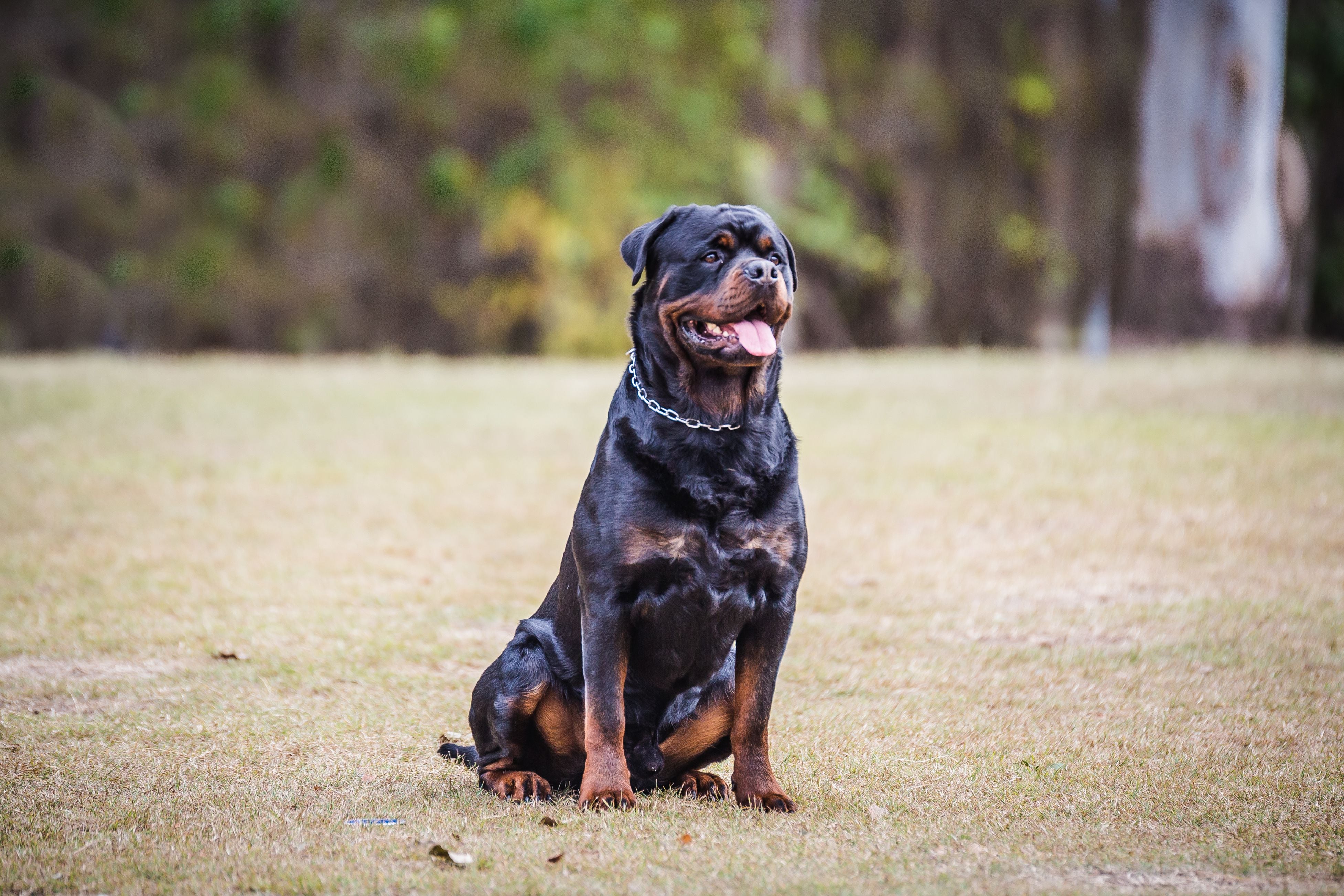 Fotografía de un Rottweiler viendo a su dueño (Foto vía Getty Images)