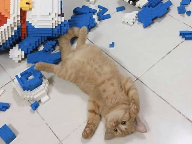 ¡Muy travieso! Gato destruyó figura de Doraemon de más de 2000 piezas