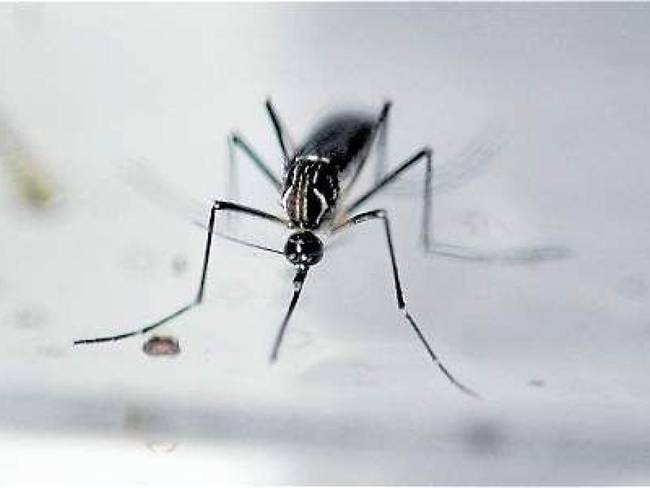 Más de 200 casos de dengue se reportados.