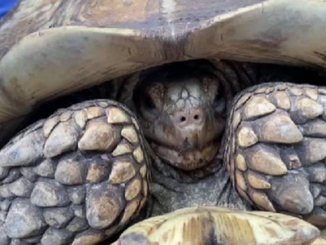 La historia de la tortuga africana rescatada de Girardot