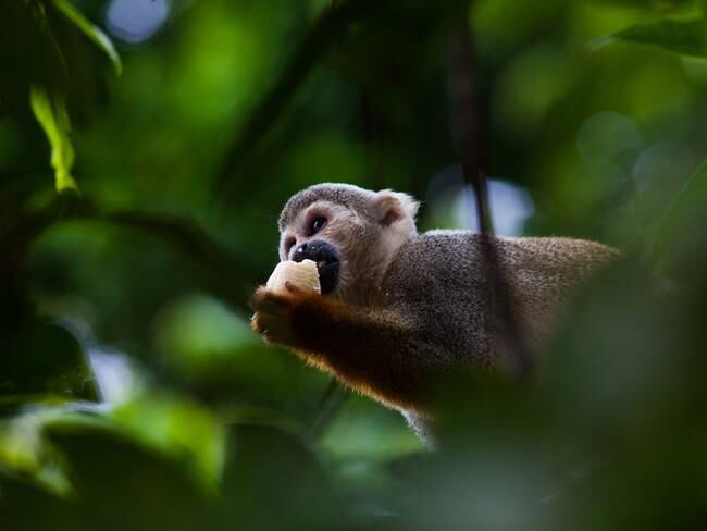 Los primates y su aporte al ecosistema. Habla experta de Corpochivor