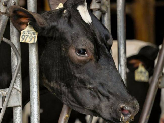 Prevenga los abortos bovinos que causan mucho daño a la ganadería en Colombia