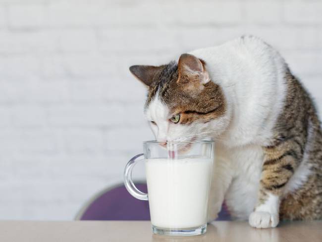 La leche es perjudicial para los gatos 