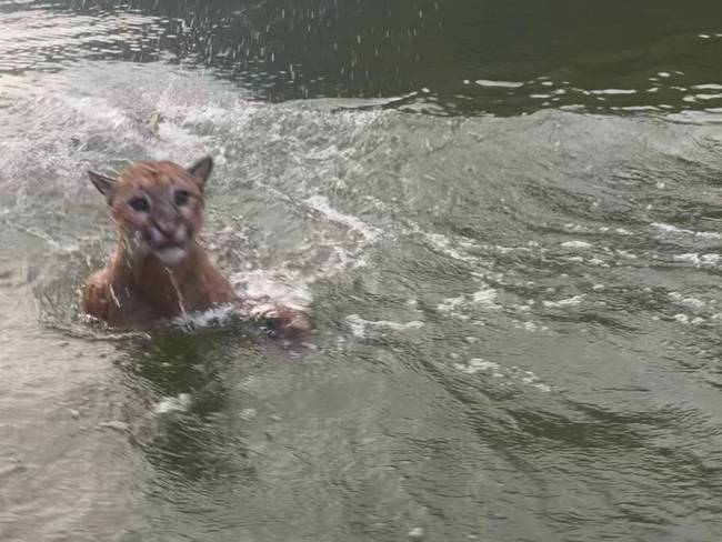 Puma pudo morir ahogado en Topocoro