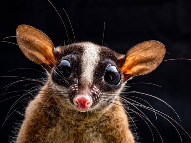 ¡Asombroso! 386 nuevas especies fueron identificadas en la selva colombiana