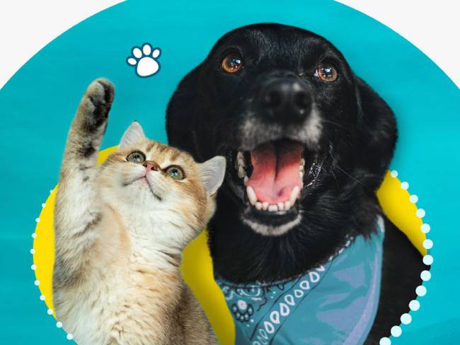 Programa de adopción de gatos y perros