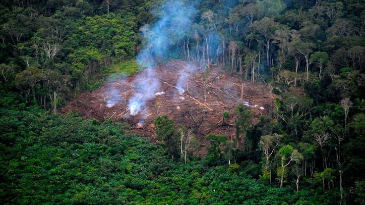 Sancionan ley que castiga penalmente la deforestación y define nuevos delitos ambientales. Foto: Getty Images