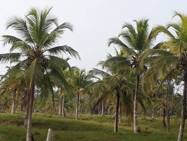Cultivo de cocos en corregimiento Mulatos, de Necoclí