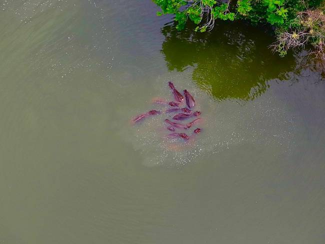 Se firmó el pacto de traslado de los 70 hipopótamos del Magdalena Medio, en Antioquia