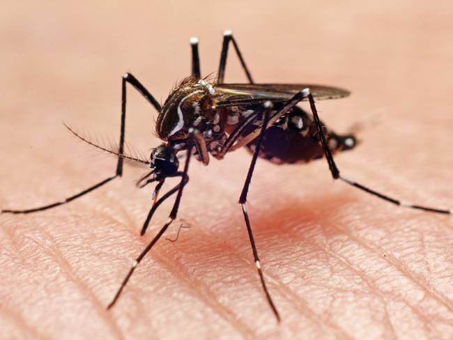 Mosco que transmite el Dengue. Foto: Getty Images.