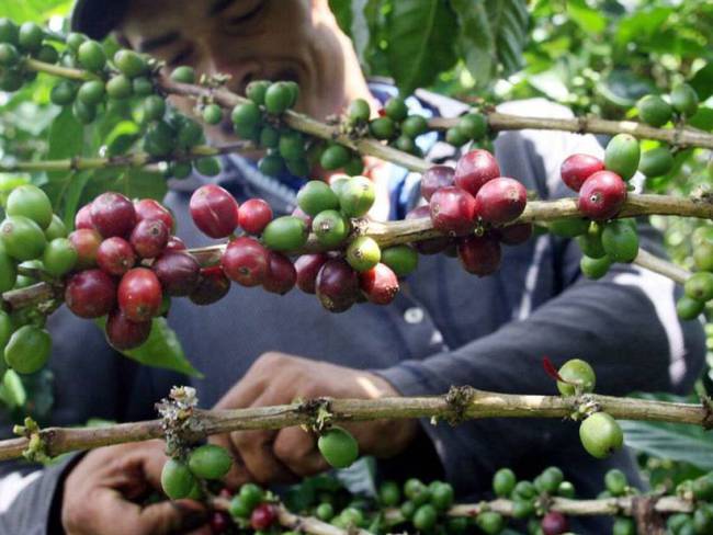 10.000 recolectores de café para la segunda cosecha del año en el Quindío