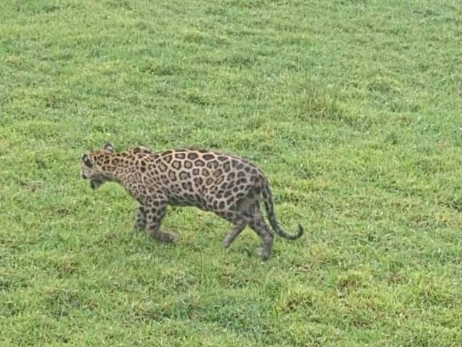 La presencia de un jaguar en Majagual, Sucre, atemoriza a la población.