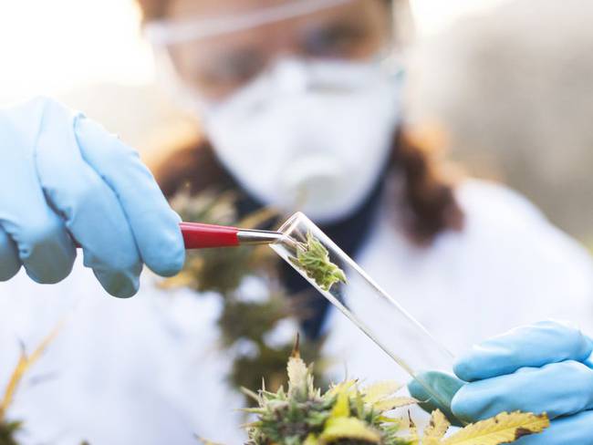 Falta mucha pedagogía en el tema del cannabis medicinal