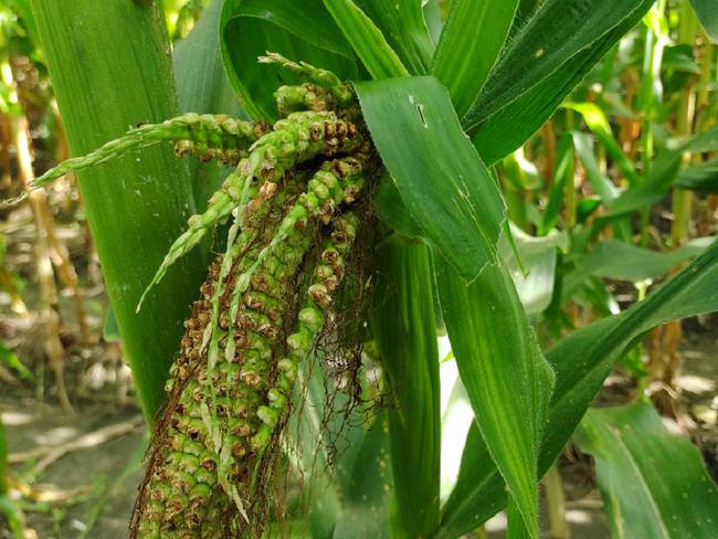 Conozca el origen del achaparramiento del maíz y cómo combatirlo