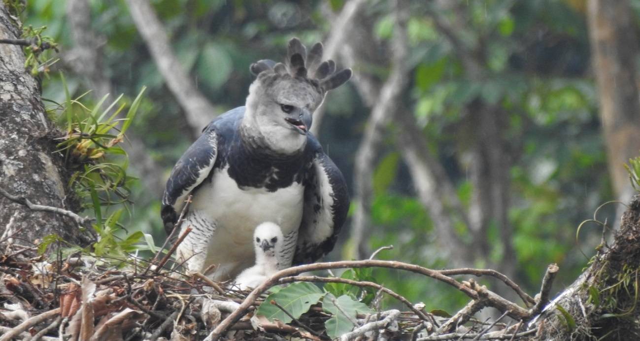 Manakin Nature Tours: “Yo salvo al Águila Arpía”. Turismo, Conservación y  Comunidad.