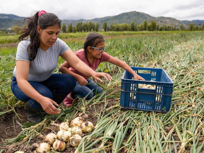 Madre e hija en cultivos de cebolla en Colombia