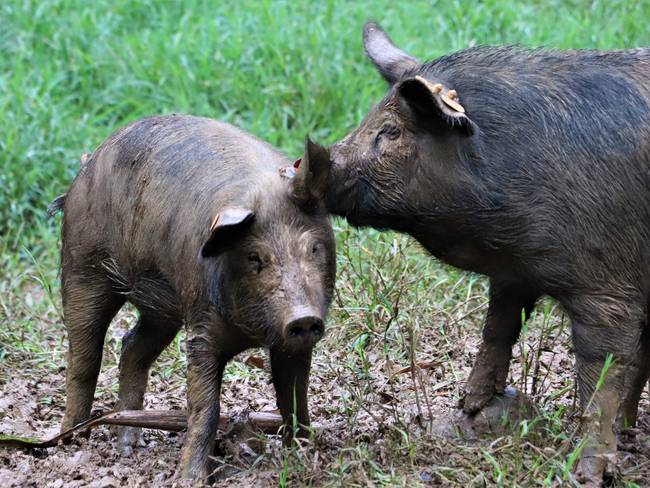 Conozca el cerdo San Pedreño, raza criolla colombiana