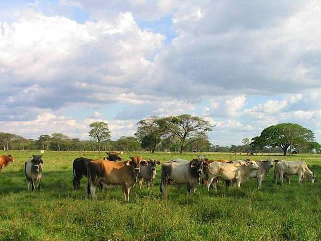 Daniel Murcia, ganaderos Magdalena - Tema costo de la carne en Colombia