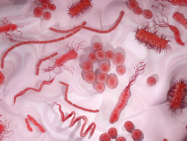 Bacteria, ilustración  - Getty Images