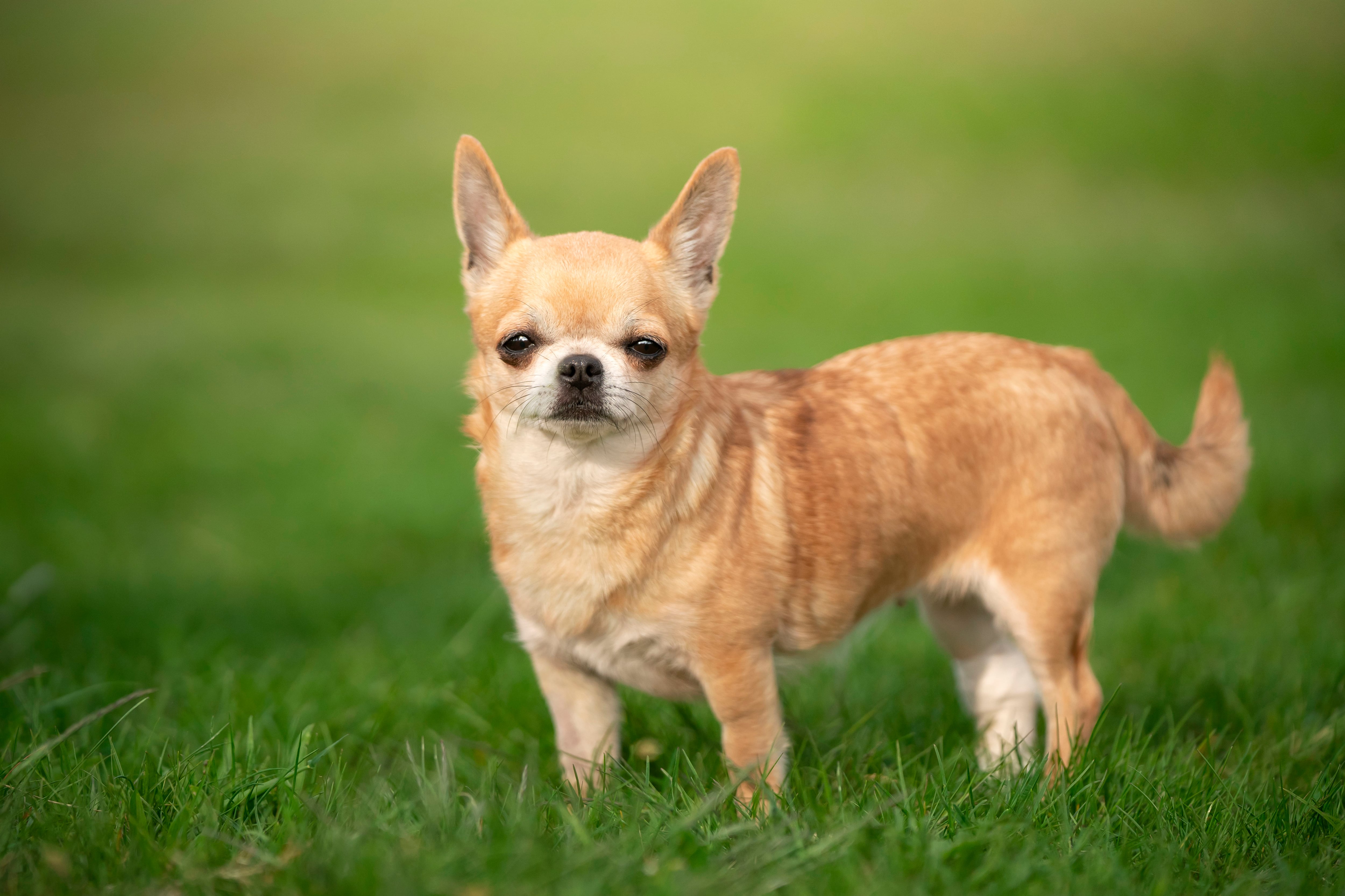 Fotografía de un Chihuahua sobre el césped (Vía Getty Images)