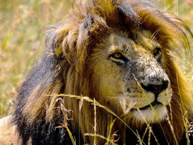 León devora un hombre Turistas grabaron cómo un león se comía a un hombre :  Turistas grabaron cómo un león se comía a un hombre