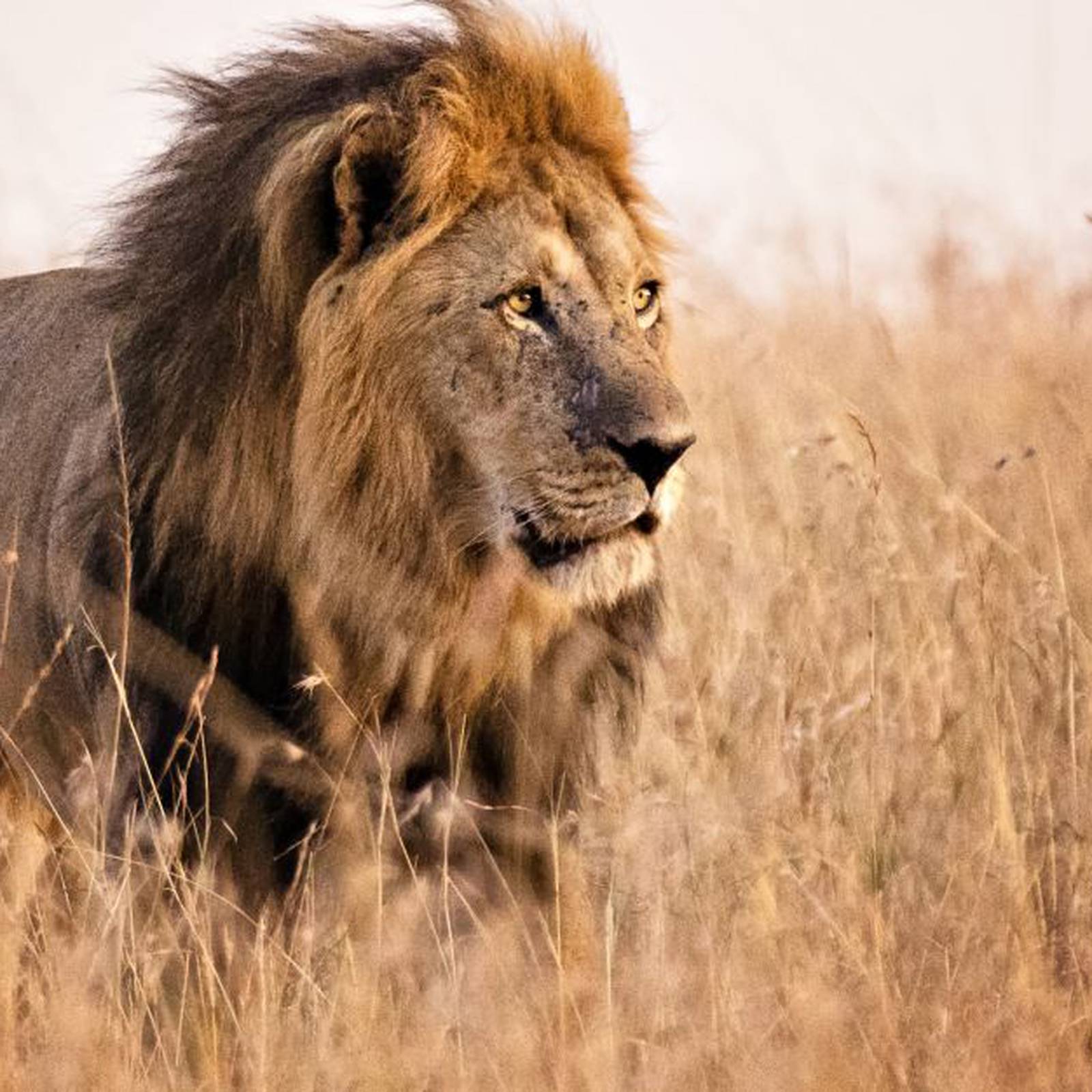 Evolución de los felinos Biólogos reconstruyen la historia evolutiva de los  leones : Biólogos reconstruyen la historia evolutiva de los leones