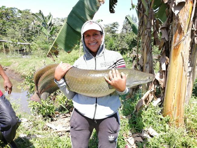 Con peces amazónicos, impulsan interesante emprendimiento en Putumayo