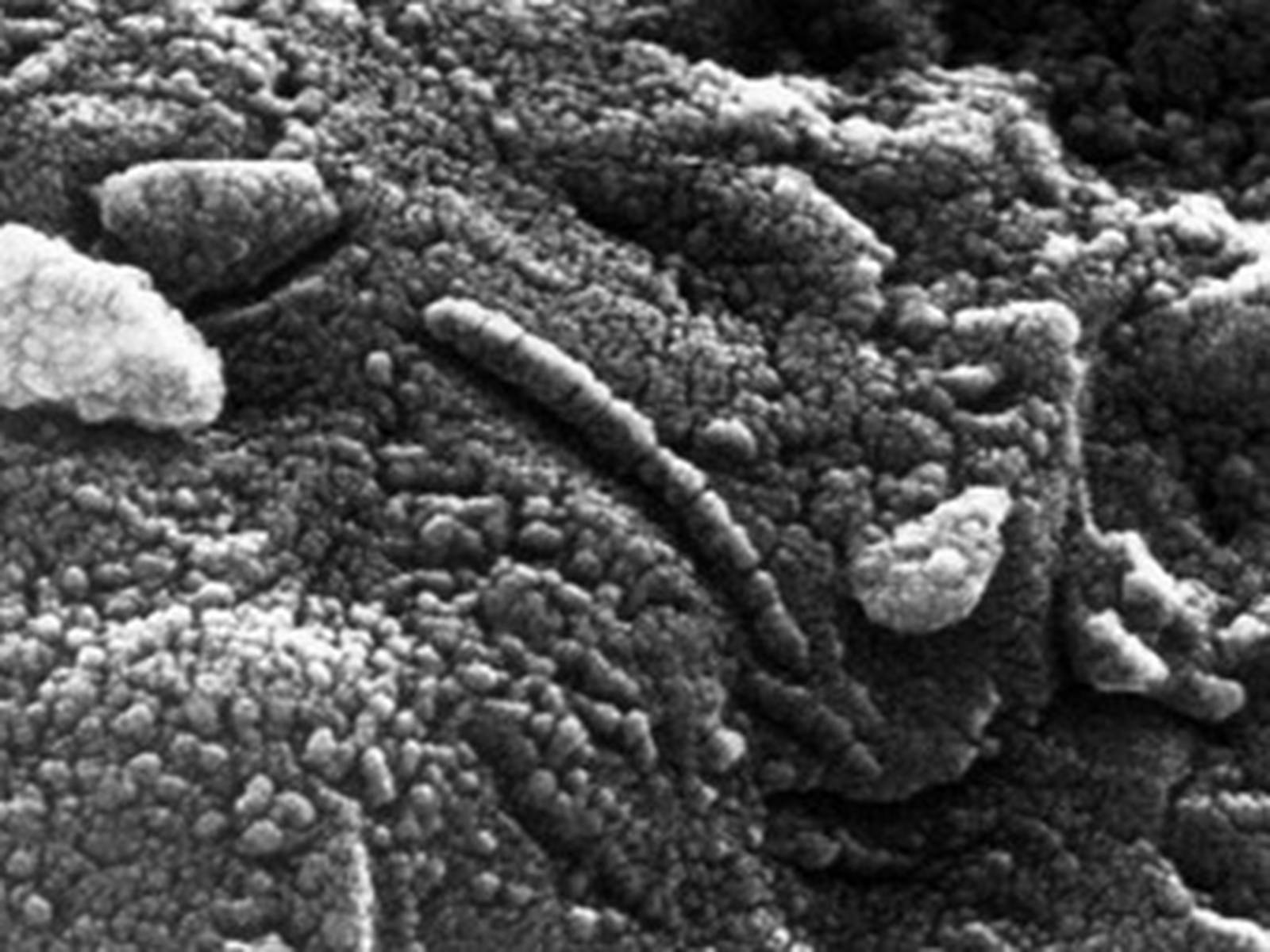 Descubren en Australia los fósiles de bacterias más antiguas de la Tierra