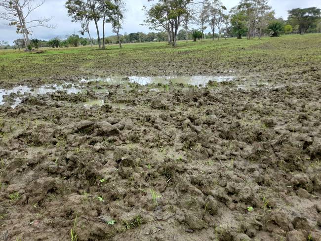 Campesinos de la Mojana piden ayuda al Gobierno ante pérdida de cultivos por el invierno