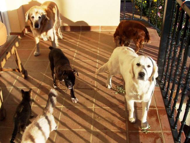 El Guardián invita a jornada de salud y recreación para perros y gatos