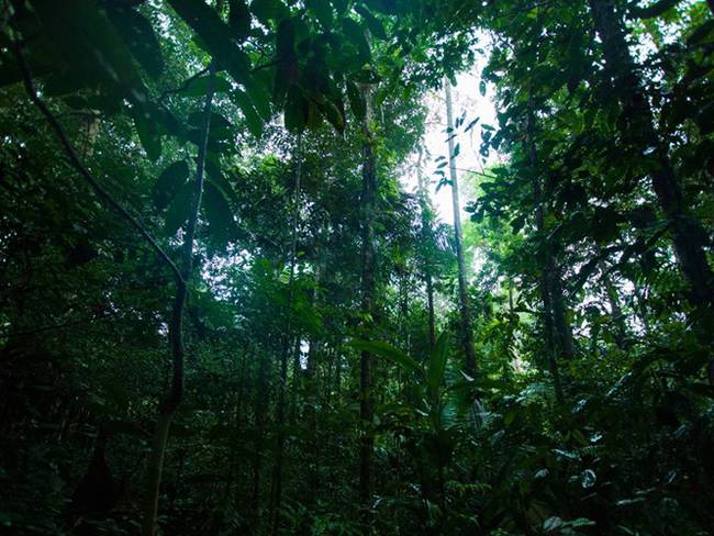 Es urgente establecer la zonificación productiva para la protección de los bosques
