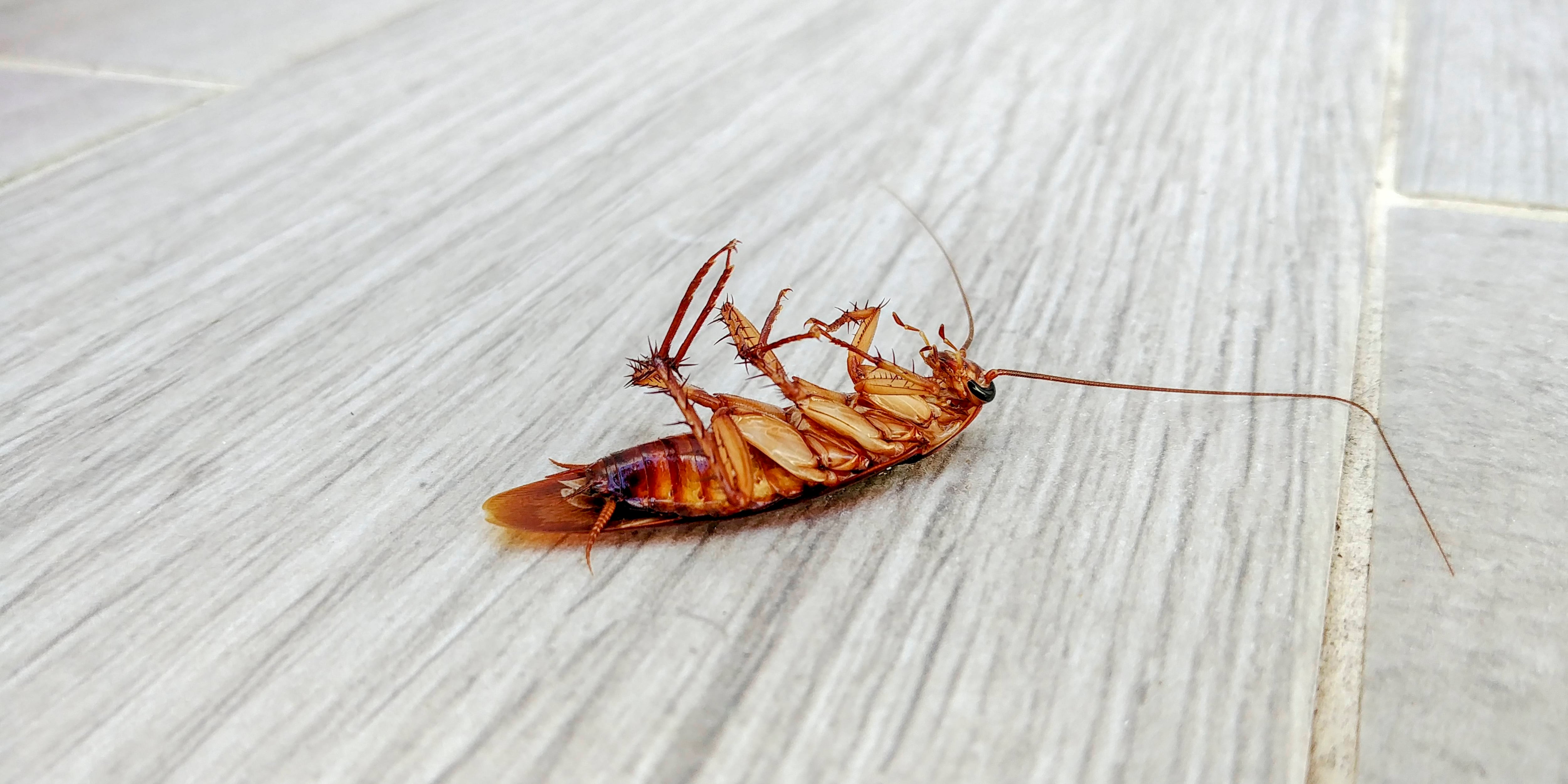 ¿por Qué Las Cucarachas Siempre Mueren Patas Arriba Expertos Responden