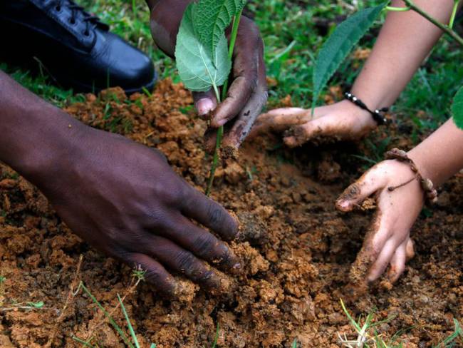550 árboles se sembrarán cada mes en Manizales