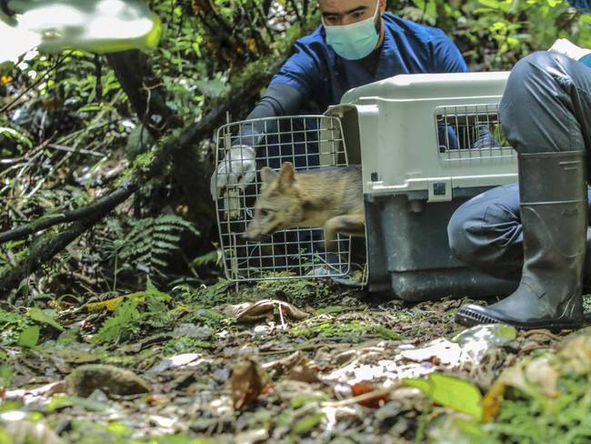 Regresó a su hábitat un zorro perro atropellado en Medellín