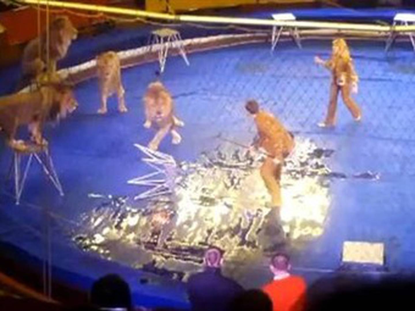 Nuevo ataque de leones a entrenador en circo de Ucrania, pone en tela de  juicio el uso de animales en espectáculos
